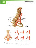 Sobotta Atlas of Human Anatomy  Head,Neck,Upper Limb Volume1 2006, page 159